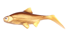 Load image into Gallery viewer, Kanalgratis Hooligan Roach Jnr 15cm NEW 2021 - Fishing Lures Ltd