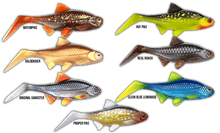 Load image into Gallery viewer, Kanalgratis Hooligan Roach Jnr 15cm NEW 2021 - Fishing Lures Ltd