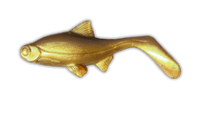Load image into Gallery viewer, Kanalgratis Hooligan Roach Baby 9.5cm - Fishing Lures Ltd
